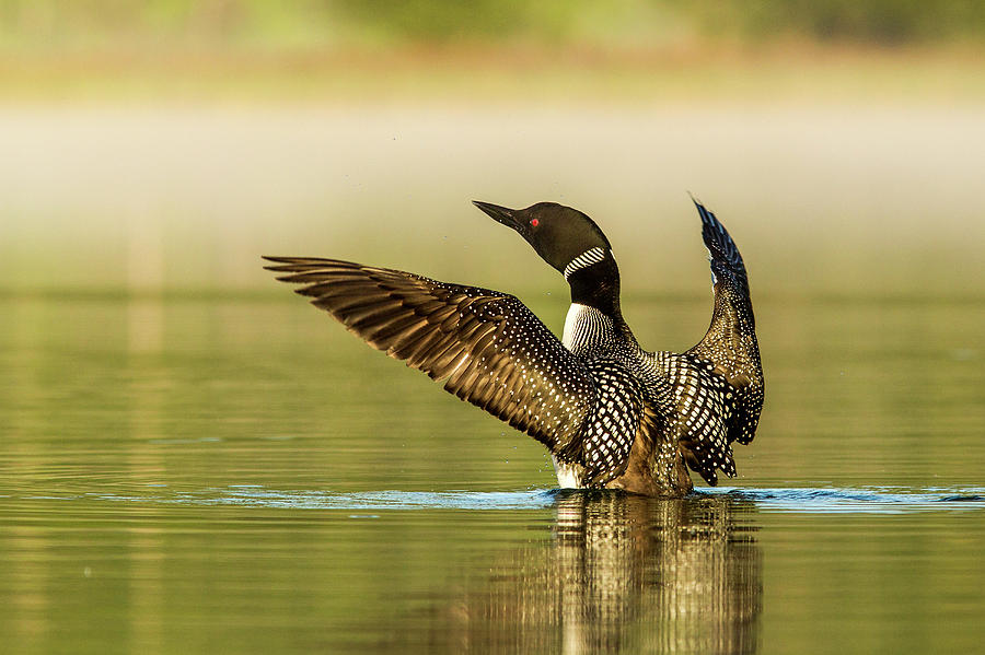 Loon Photograph - Male Common Loon Drying His Wings by Chuck Haney