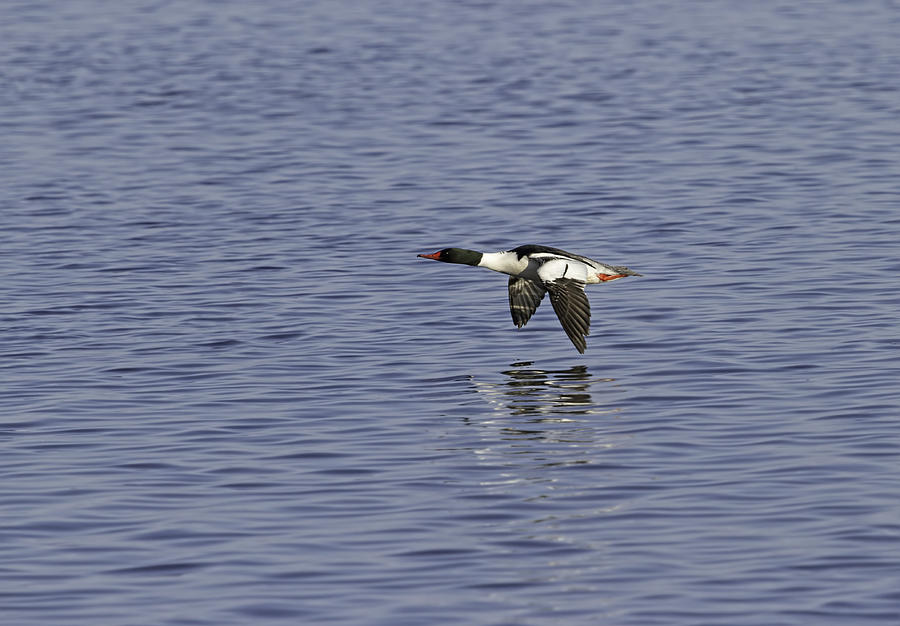 Male Common Merganser In Flight Photograph by Thomas Young
