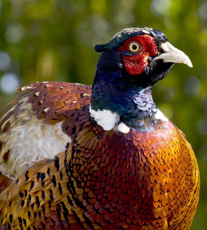 Male common pheasant Photograph by Science Photo Library - Fine Art America