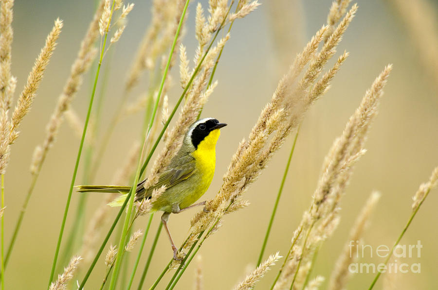 Warbler Photograph - Male Common Yellowthroat by Thomas and Pat Leeson