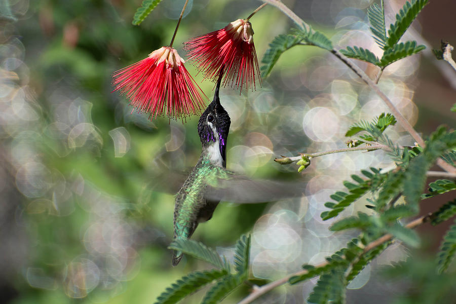 Male Costa Hummingbird And The Fairy Duster Photograph