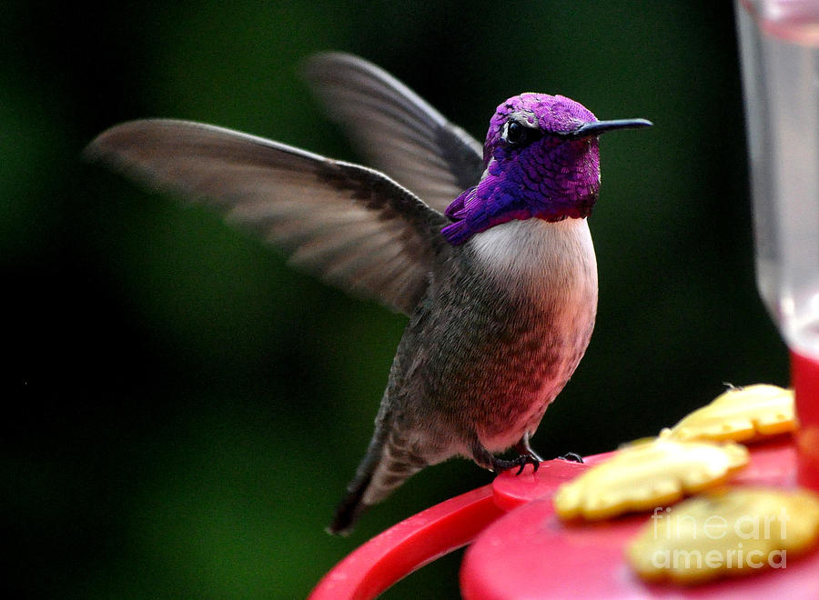 Male Costas Hummingbird  Photograph by Jay Milo