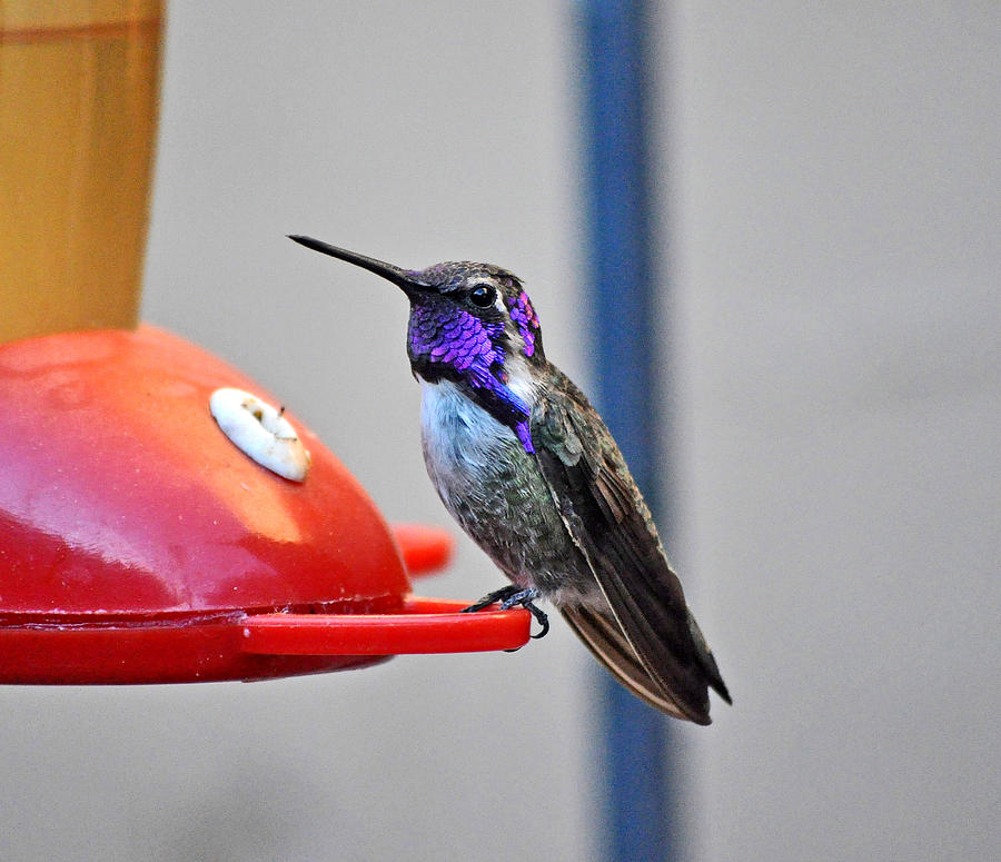 Male Costas Hummingbird On Alert Photograph by Jay Milo