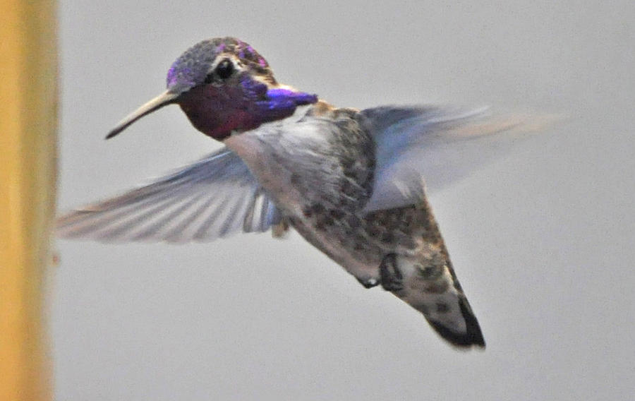 Male Costas In Flight To Feeder Photograph by Jay Milo