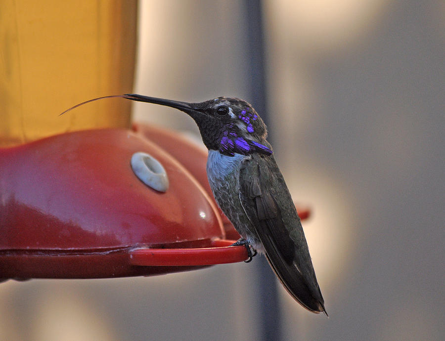Male Costsas Hummingbird Photograph by Jay Milo
