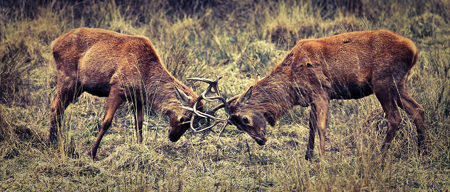 Male Deer Fight Photograph by Iñigo Escalante
