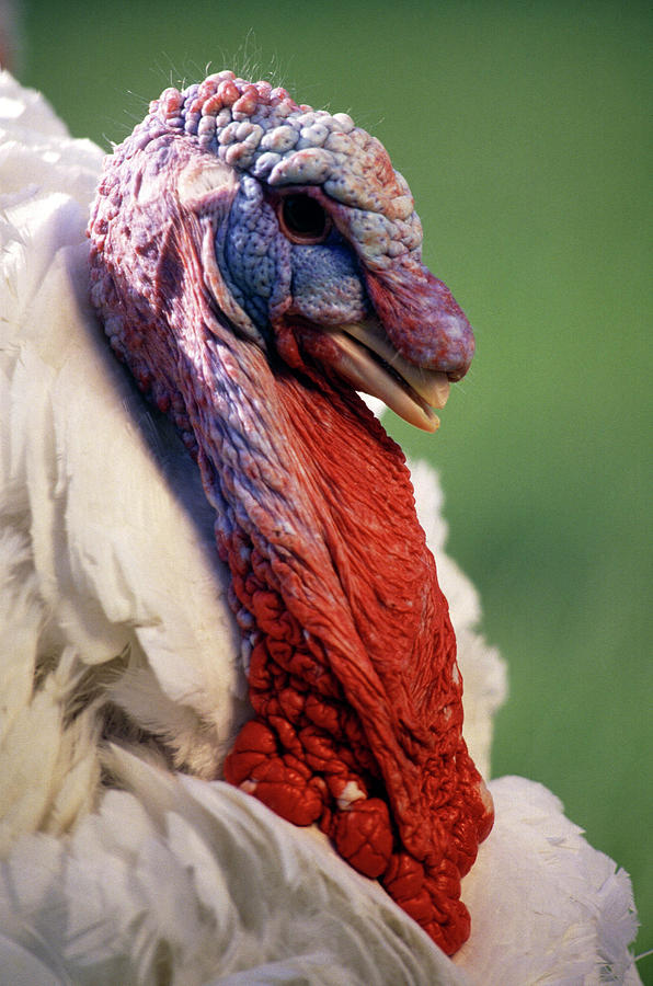 Male Domestic Turkey Photograph by Keith Weller/us Department Of Agriculture/science Photo Library