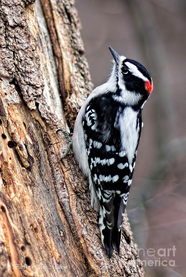 Male Downy Woodpecker Photograph by Barbara McMahon