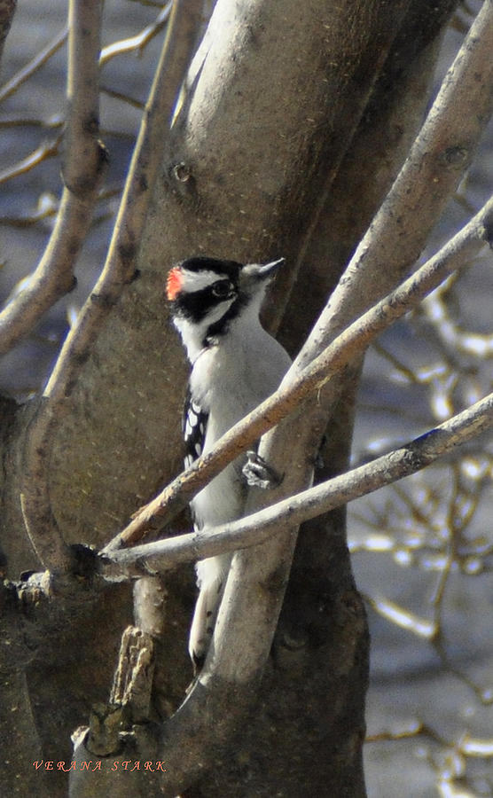 Male Downy Woodpecker 2 Photograph by Verana Stark
