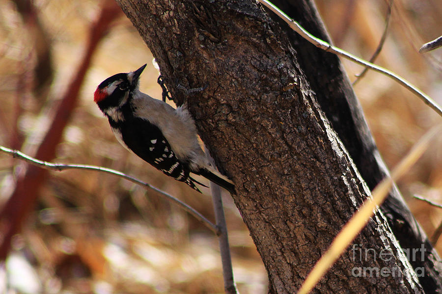 Woodpecker Photograph - Male Downy Woodpecker by Alyce Taylor