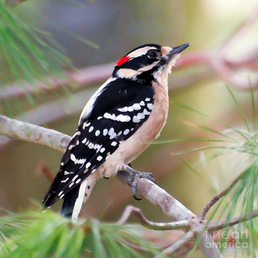 Male Downy Woodpecker Photograph by Kerri Farley