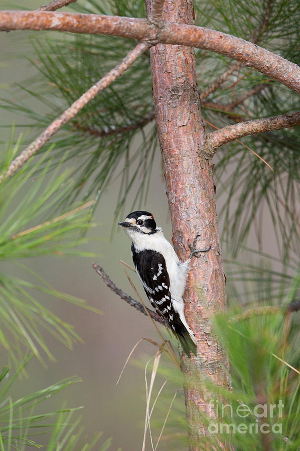 Male Downy Woodpecker Picoides Pubescens Photograph by Linda Freshwaters Arndt