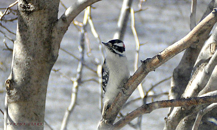 Male Downy Woodpecker Photograph by Verana Stark