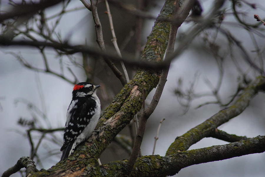 Male Downy Woodpecker Photograph by Wanda Jesfield