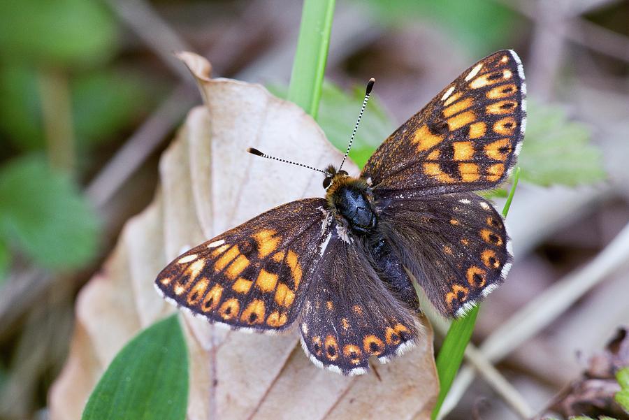 male-duke-of-burgundy-butterfly-photograph-by-bob-gibbons