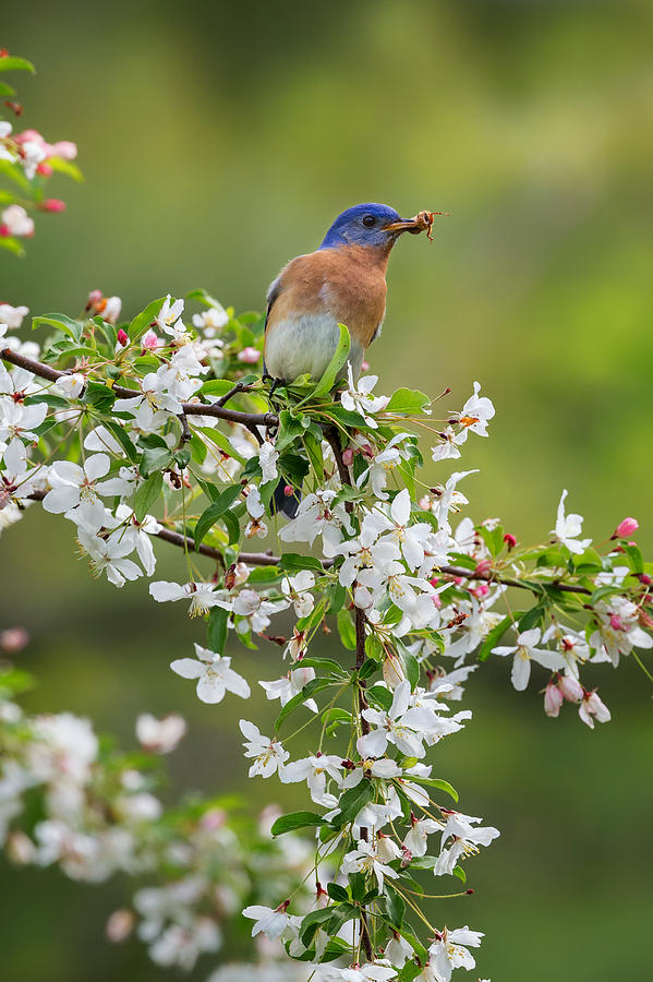 Bluebird Photograph - Male Eastern Bluebird by Bill Wakeley