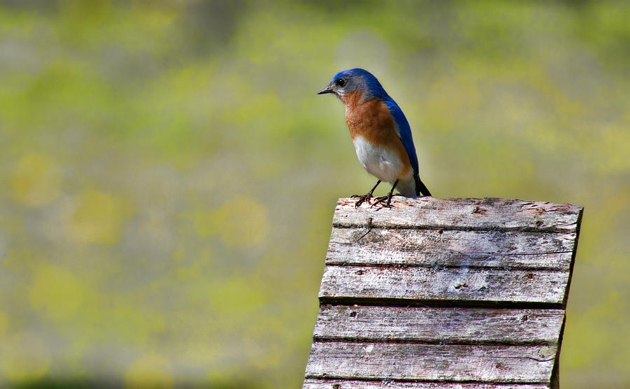Male Eastern Bluebird Photograph by Lana Trussell