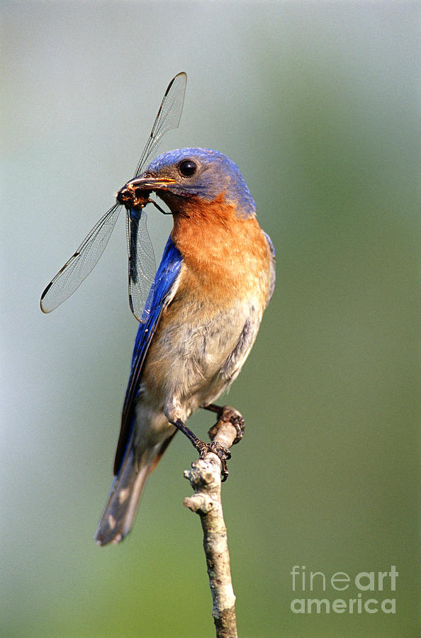 Male Eastern Bluebird Photograph by Millard H. Sharp