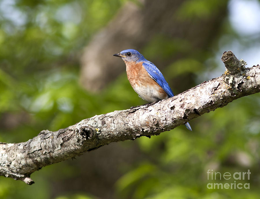 Male Eastern Bluebird on a Tree Branch Photograph by Brandon Alms - Pixels