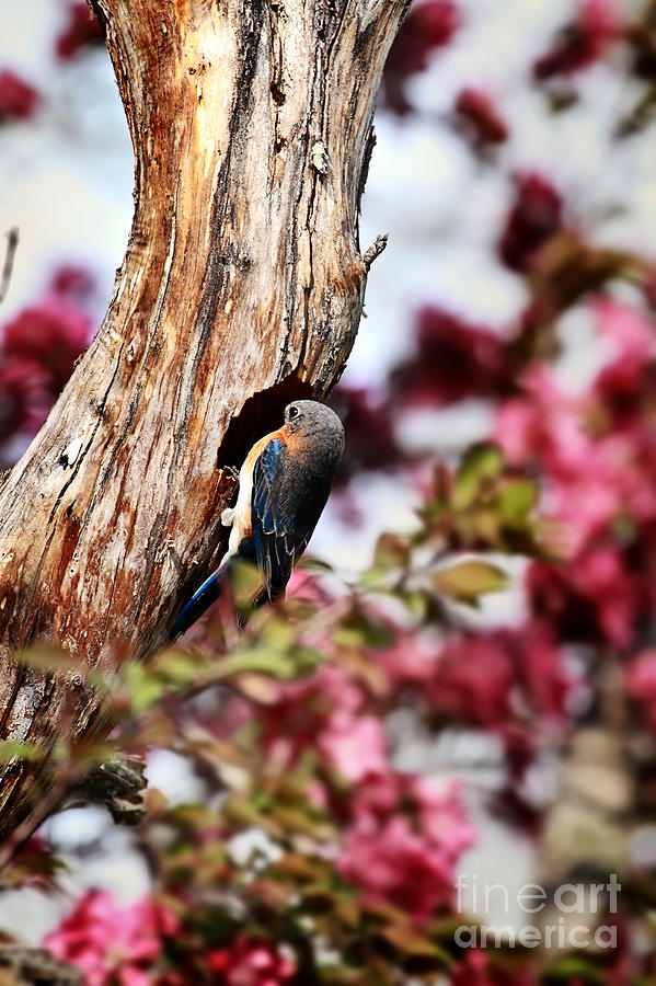 Male Eastern Bluebird Photograph by Stephanie Frey