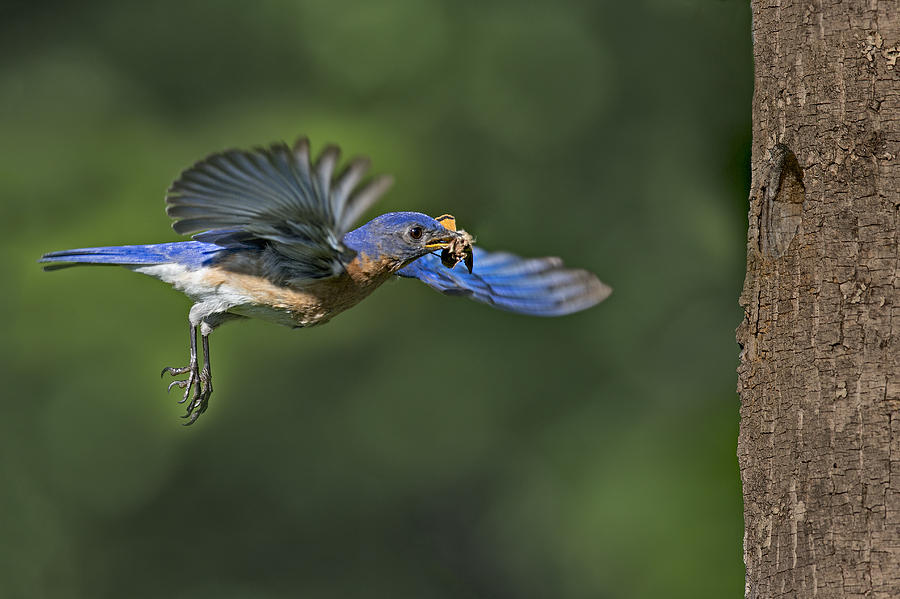 Male Eastern Bluebird Photograph by Susan Candelario