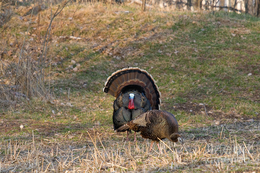 Male Eastern Wild Turkey Photograph by Linda Freshwaters Arndt