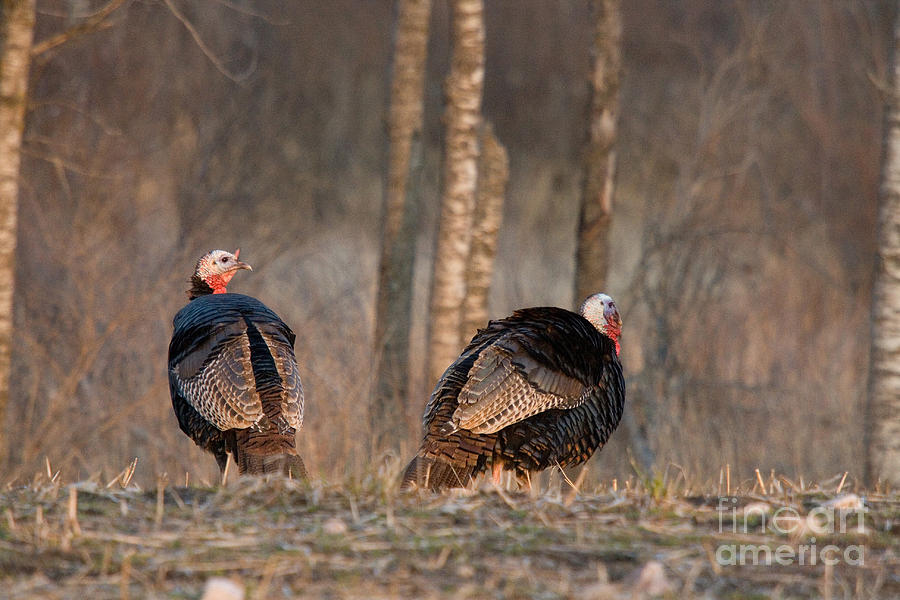Male Eastern Wild Turkeys Photograph by Linda Freshwaters Arndt