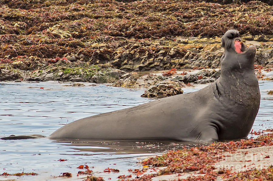 Male Elephant Seal Calling Photograph by Natural Focal Point Photography