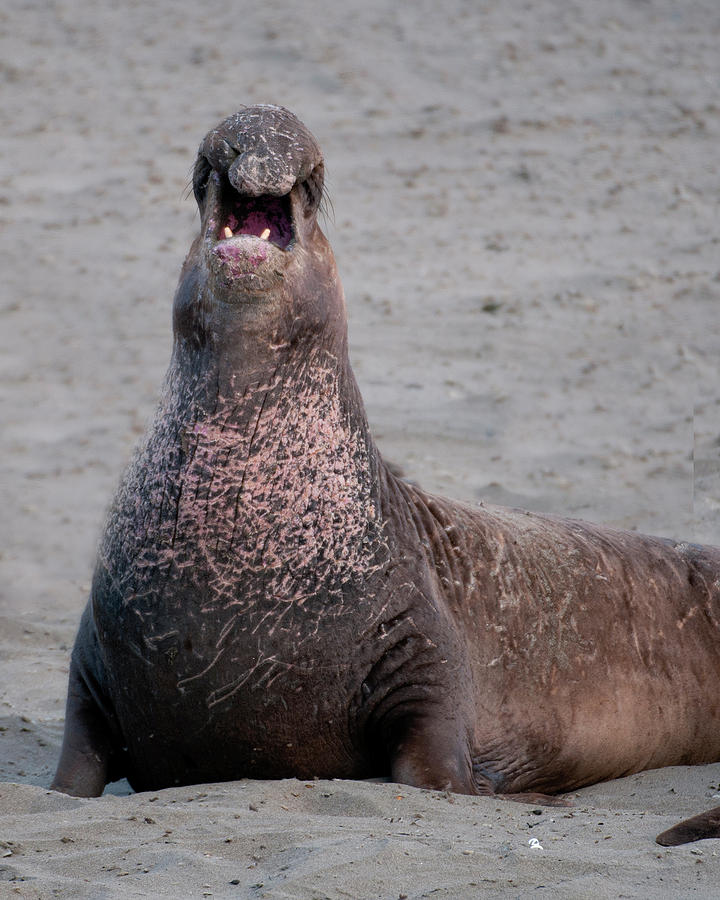 Male elephant Seal Photograph by Gary Langley