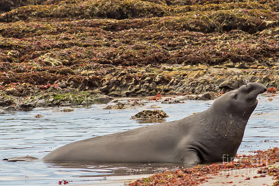 Male Elephant Seal in Ano Nuevo California State Park Photograph by Natural Focal Point Photography