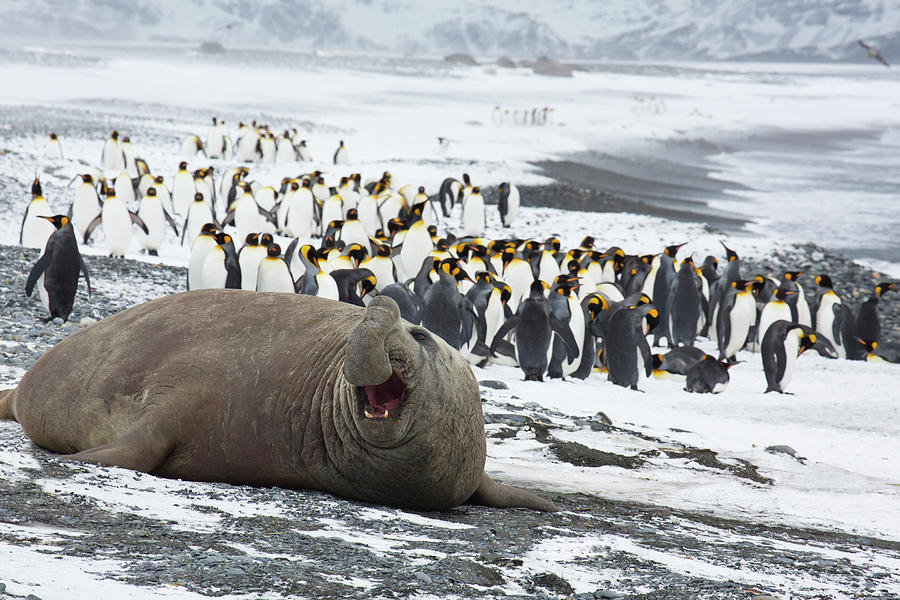 Male Elephant Seal On The Shore At Photograph by Darrell Gulin Male Elephant Seal On The Shore At Photograph by Darrell Gulin
