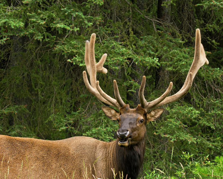 Male Elk, Bow Valley Parkway, Banff Photograph by Michel Hersen - Fine ...