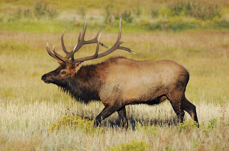 Male Elk Bugling Photograph by Michel Hersen - Fine Art America