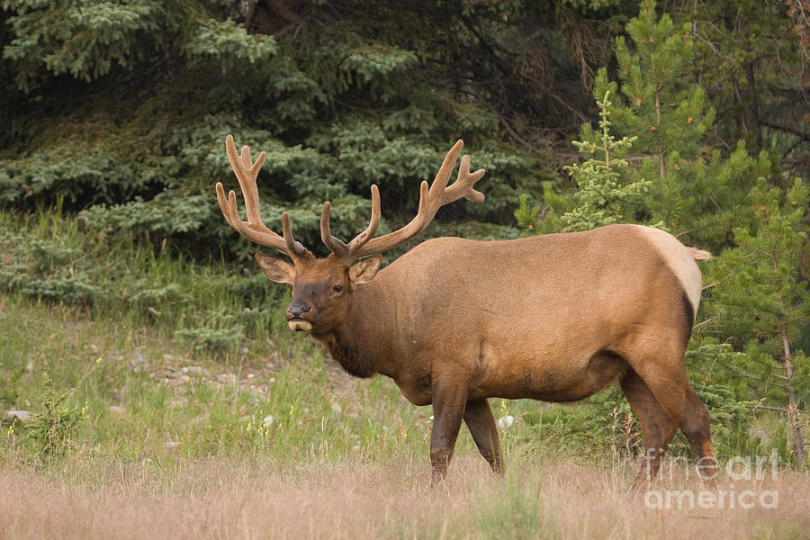 Male Elk in Velvet Photograph by Chris Scroggins
