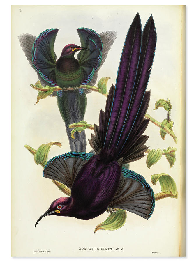 Male Elliots Sicklebills Photograph by Natural History Museum, London/science Photo Library