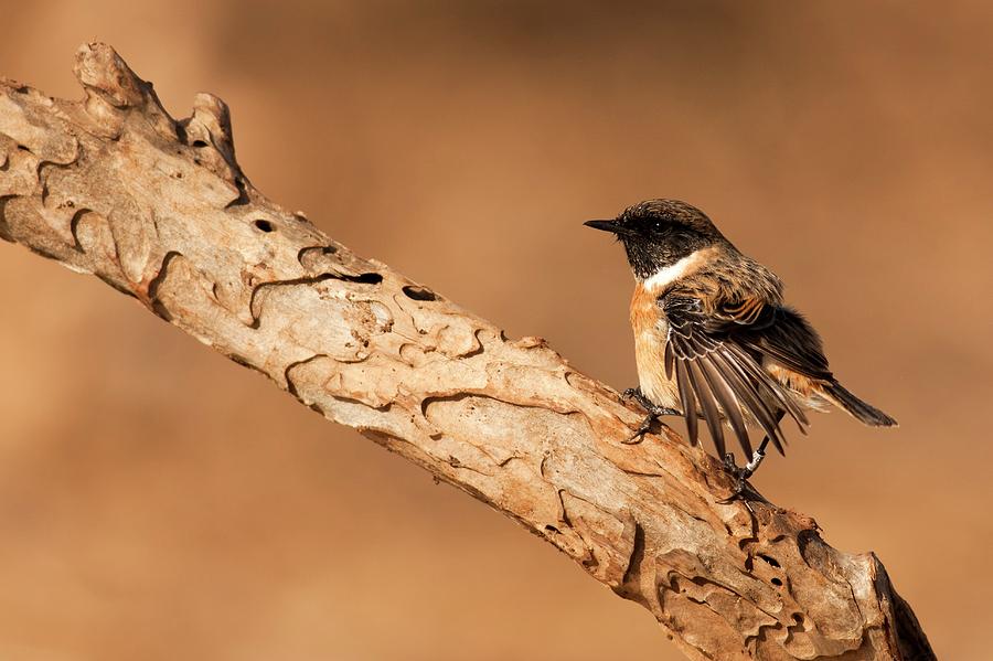 Flycatcher Photograph - Male European Stonechat by Photostock-israel