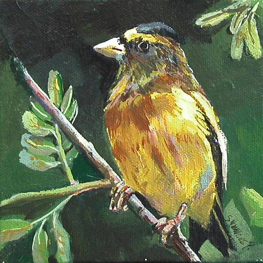 Male Evening Grosbeak Painting by Synnove Pettersen