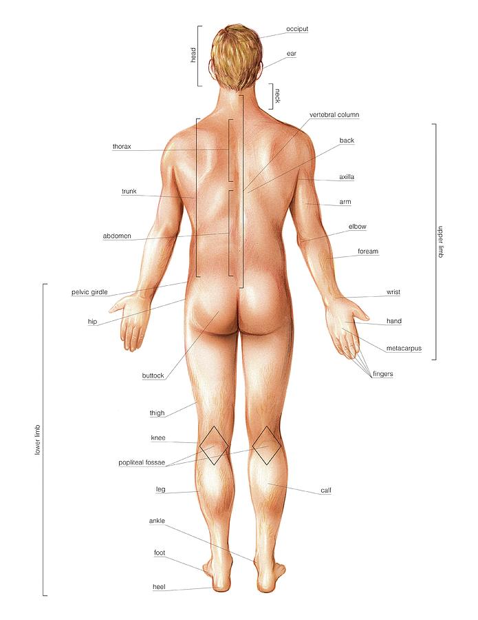 Anatomy Photograph - Male External Anatomy by Asklepios Medical Atlas
