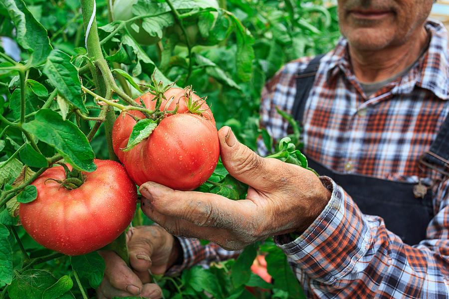 Male farmer picking tomatoes from his garden Photograph by Valentinrussanov