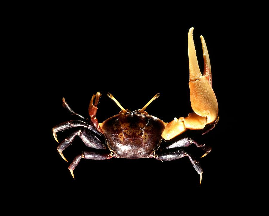 Male fiddler crab by Science Photo Library