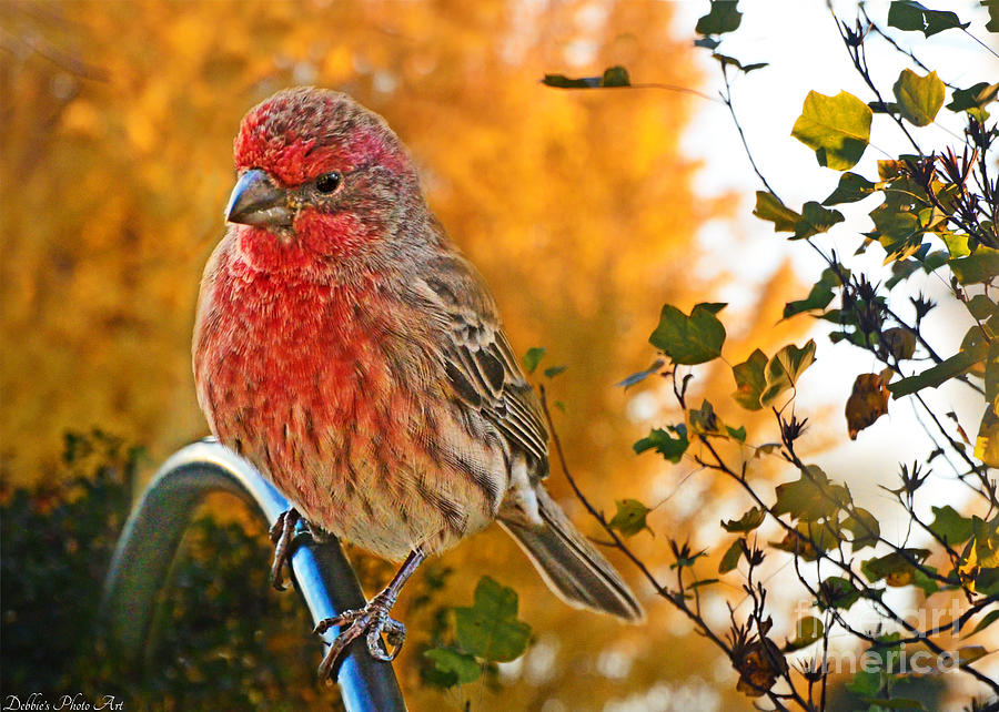 Male finch in Autumn Leaves Photograph by Debbie Portwood