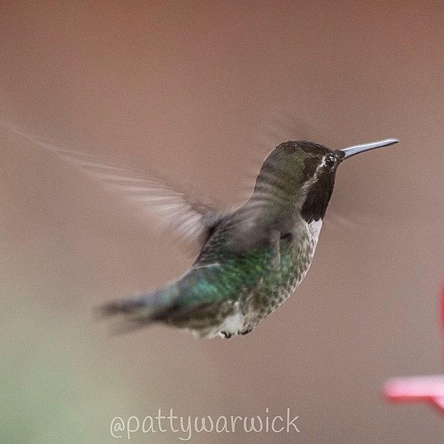 Hummingbird Photograph - Male Flying In Tonight. #birdfreaks by Patty Warwick