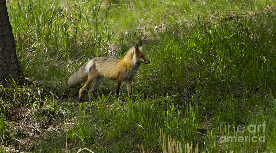 Male Fox #3521 Photograph by J L Woody Wooden - Fine Art America