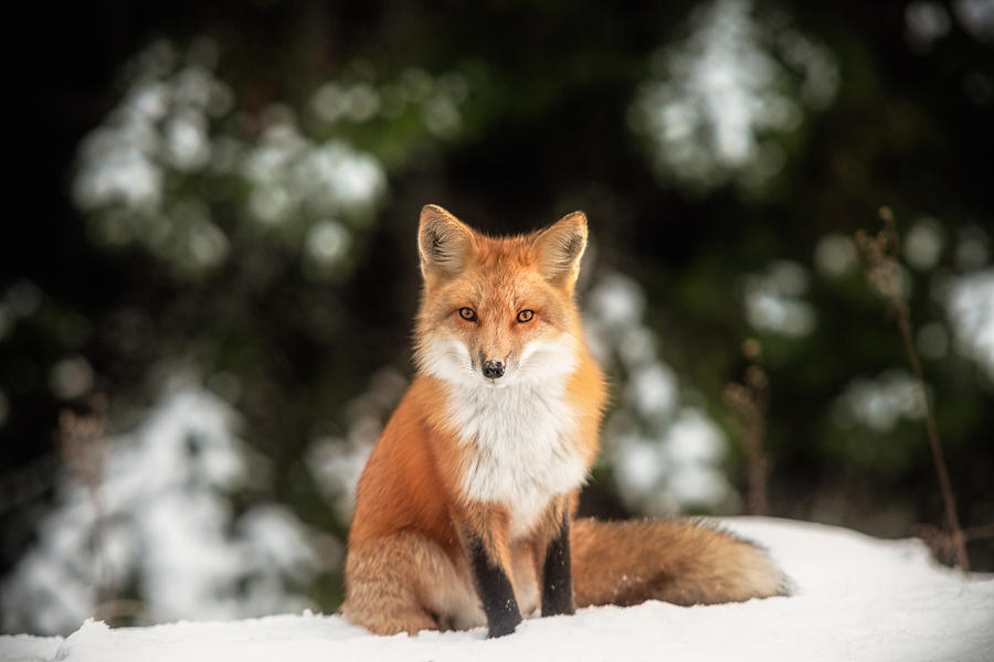 Male Fox Photograph by Robert Clifford