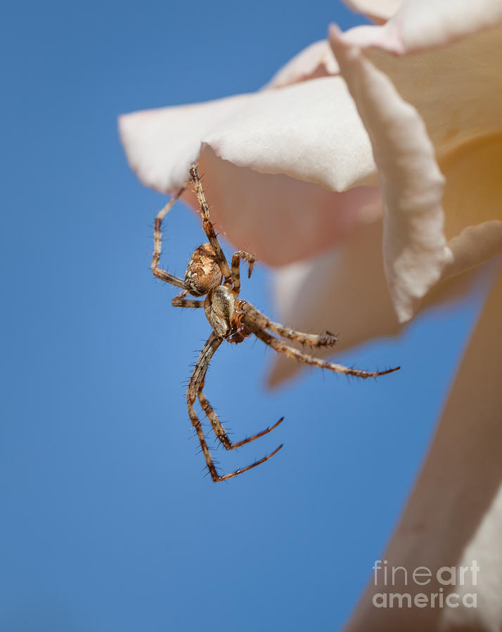 Male Garden Spider Photograph by Shaun Wilkinson | Pixels