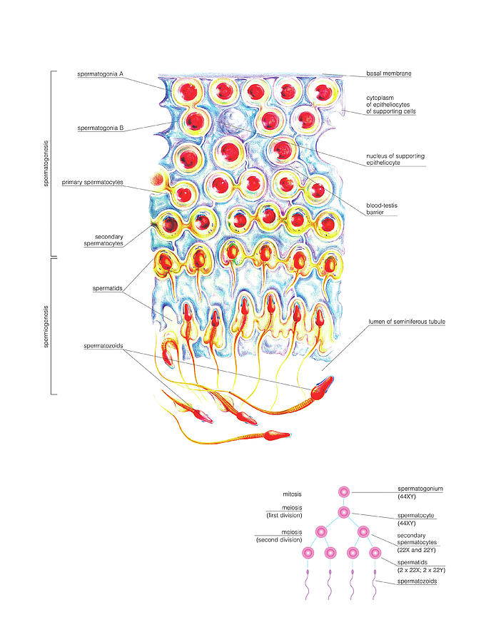 Male Genital System Photograph By Asklepios Medical Atlas Fine Art