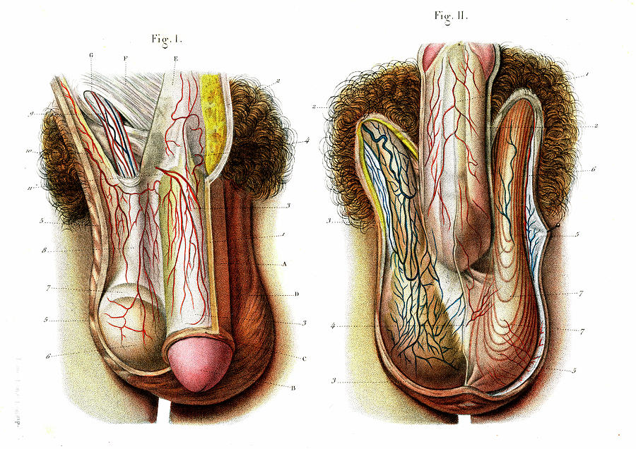 Male Genitals 67