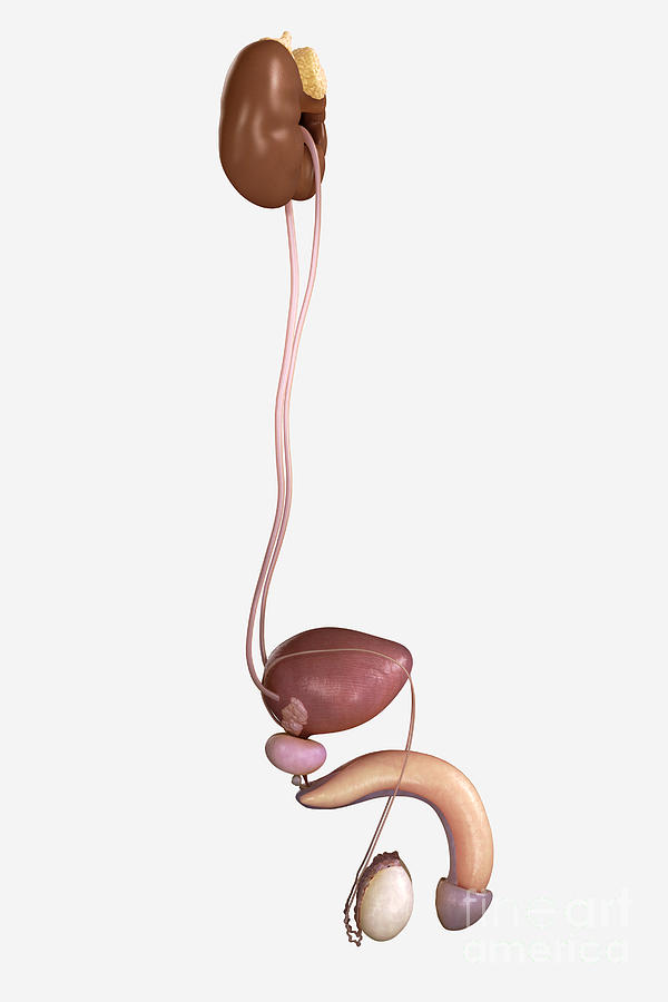 Male Genitourinary System Photograph By Science Picture Co 2237