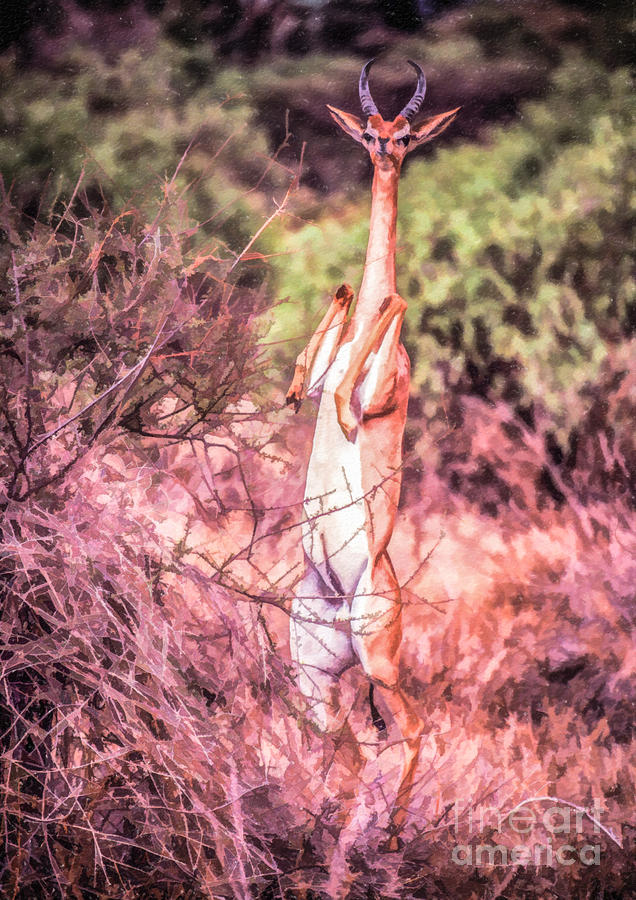 Male Gerenuk Digital Art by Liz Leyden
