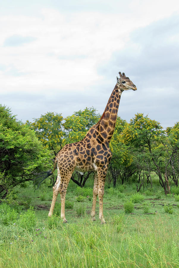 Male Giraffe Photograph by Frankvandenbergh